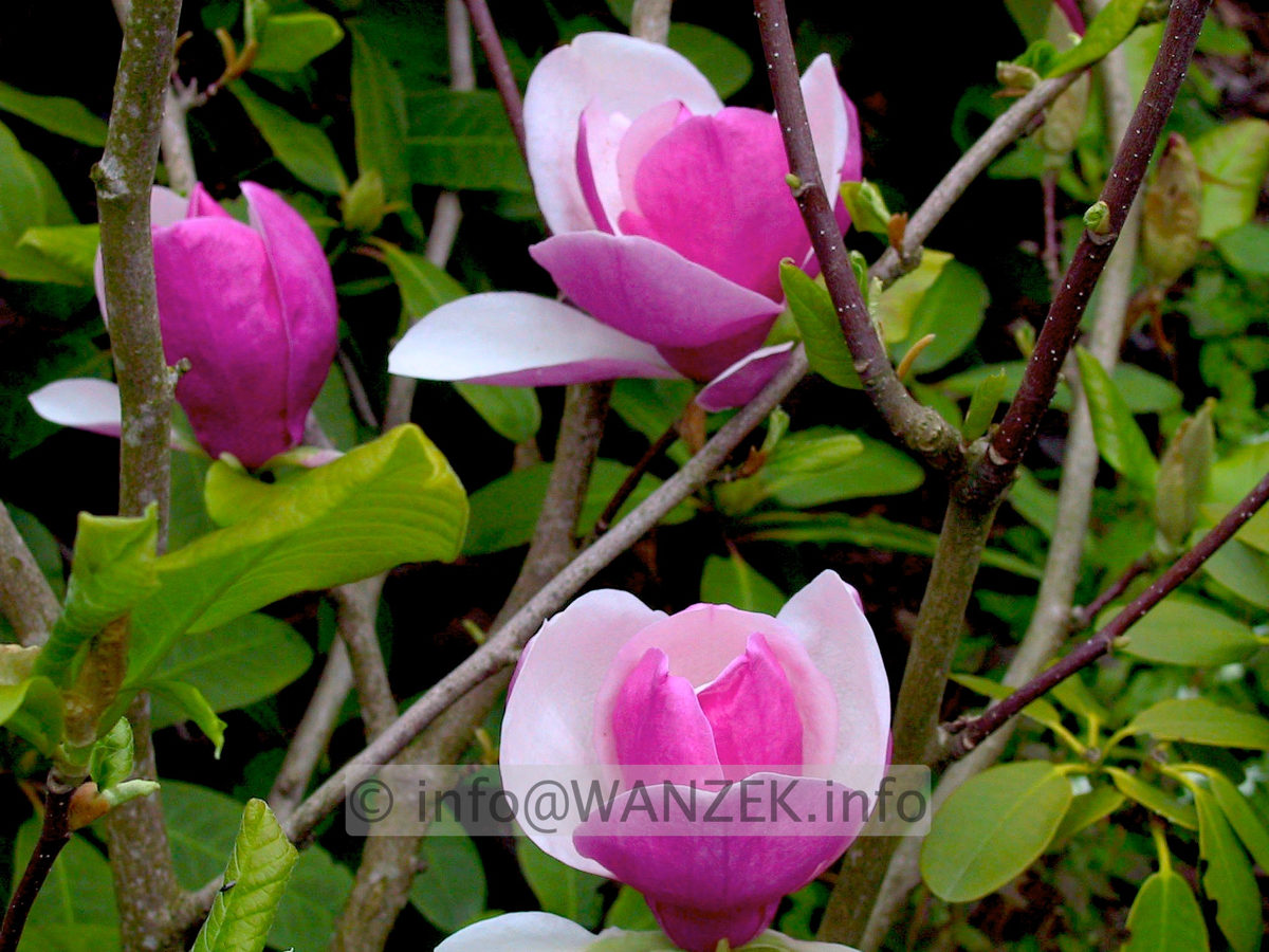 Magnolia soulangeana Lennei 03.JPG